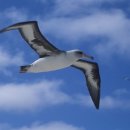 알바트로스 이미지