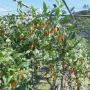 숙이네농장 이미지