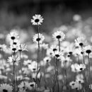 염소자리 이미지