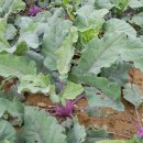 염치읍 은행나무길 이미지