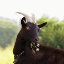 청산 친환경 목장 | 제대로 된 흑염소 진액 구별법? '이것'을 확인해야 합니다.