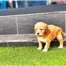 광주강아지분양 고양이분양 24시 데려가개본점 | 광주강아지분양 고양이분양 24시 데려가개본점에서 만난 시바견의 매력에 빠져버렸어요