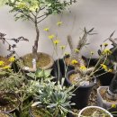 (3/21) 힐링 족욕제 만들기 | 테라리움을 만들며 힐링하는 남포동공방 쏘슬로우플랜트랩