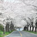 충남 보령 주산벚꽃길 이미지