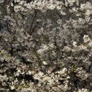 지에스25효자효녀점 | [조나단 버블 후기] 효자인가요 불효자인가요 매우 애매한 .