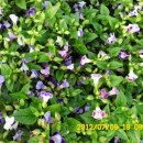 선산대로-10 이미지