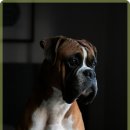 동물사랑병원 이미지