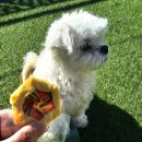 디저트의 들 디드루 이미지