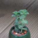 Flower늘봄