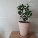 상춘꽃농원 이미지