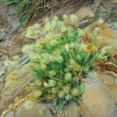 야생화답사 이미지