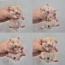 펫엔글라이더 대전점 이미지