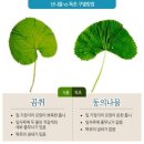 산나물 vs 독초 구별 방법 이미지