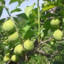 지리산 매화골 힐링농원 이미지