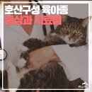 멍냥창고 이미지