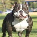 강아지가정부 이미지