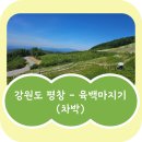 [평창 가볼만한곳] 은하수와 데이지의 천국, 육백마지기 차박(또는 당일치기) 솔직 후기!