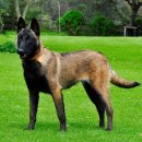 문재인 보다 훌륭한 개 애국자, Belgian Malinois(벨지안 말리노이즈) 이미지