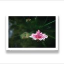 09/23 Victoria cruziana 이미지