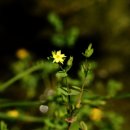 예슬이네 이미지