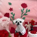 까까멍멍 이미지