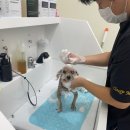 모넬롱 | [창원애견미용은?!] 강아지 논스트레스 지향 도계동 &#39;모넬롱&#39; 방문 후기