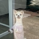 제이앤제이애견 이미지