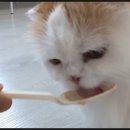 캣츠하우스 네이버블로그