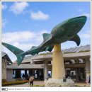 초원빌리지 | 오키나와 북부투어 추라우미 수족관 아메리칸빌리지 버스투어 후기