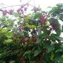 영아농장 이미지