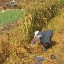 수지면 갈촌마을 이미지