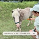 카페비스타 | 남양주 아기랑 갈만한곳 비스타밸리 말카페 : 말먹이주기 후기