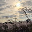 하늘공원 이미지