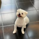 개. 이쁜날 이미지