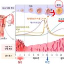 엘르온누리약국 | 엘르메디 4: 착상호르몬검사 및 정액검사(2023.6.17.토)