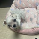 광주다온동물병원 | 광주 일곡동 동물병원 강아지 십자인대 파열 수술 후기