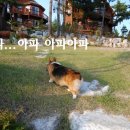 도그빌동물병원 네이버블로그