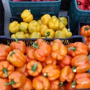 솔비농장 이미지