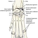 날으는 동물병원 이미지