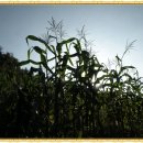 포동이농장 이미지