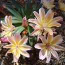 레위시아 롱기펠탈라 리틀 피치(Lewisia Longipetala Little Peach) 이미지