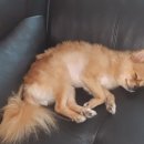 토토멍 애견풀빌라 이미지