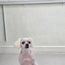 댕곤댕곤 이미지