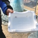 딸기체험 , 서울 근교 데이트로 강추! 안성 스타베리팜 딸기농장 후기 (추천)