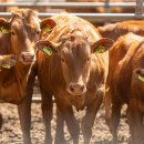 부산검역관리조합