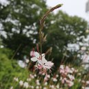 대운상대길 이미지