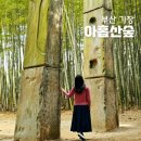 기장 아홉산숲 주차, 입장권, 소요시간, 포토존