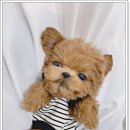 광주강아지분양 펫블리 애견 샵 이미지