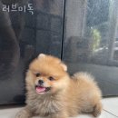 러브미독 이미지