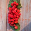 고향에봄 이미지